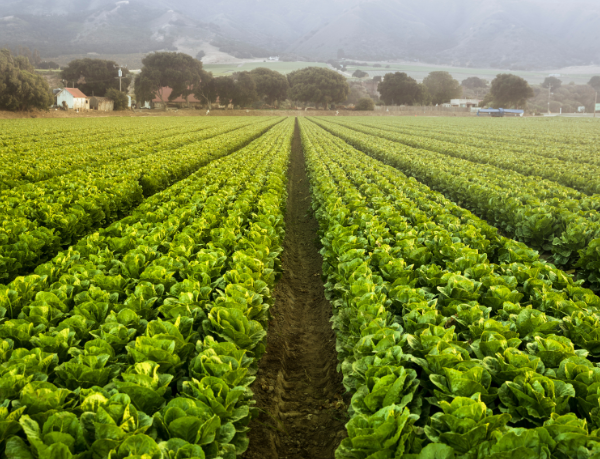 Nova Tecnologia Revoluciona a Nutrição das Lavouras e Promove Maior Eficiência e Segurança 25 Design sem nome 25