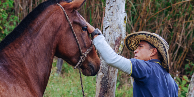 Cavalo Crioulo x Outras Raças: quais as diferenças e vantagens? 18 Aldo Vendramin