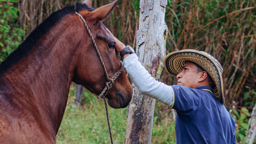 Cavalo Crioulo x Outras Raças: quais as diferenças e vantagens? 18 Aldo Vendramin