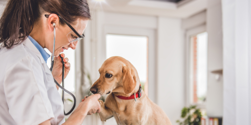 Nubea e Guarda Municipal Resgatam Cadelas Debilitadas no Parque São Martinho em Mogi das Cruzes 17 Design sem nome 87