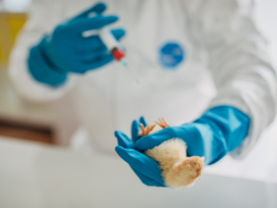 Tecnologia e prevenção se unem em Mogi das Cruzes para enfrentar risco da gripe aviária 21 Design sem nome 3