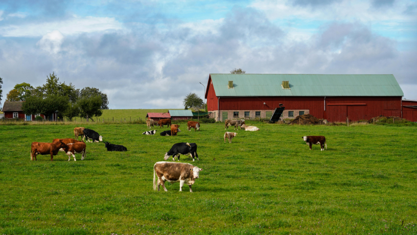 Tempo de Semear: O programa que fortalece a agricultura familiar no Maranhão 19 Agricultura familiar em foco: Fabio Jose Gentil Pereira Rosa mostra como o Tempo de Semear impulsiona o desenvolvimento sustentável no Maranhão.