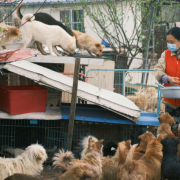 Feira de adoção no Mercado Produtor reforça políticas públicas de proteção animal em Mogi