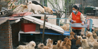Feira de adoção no Mercado Produtor reforça políticas públicas de proteção animal em Mogi