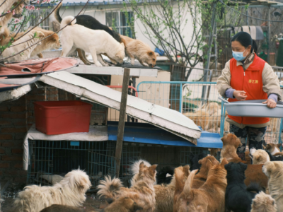 Feira de adoção no Mercado Produtor reforça políticas públicas de proteção animal em Mogi