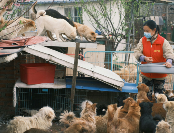 Feira de adoção no Mercado Produtor reforça políticas públicas de proteção animal em Mogi